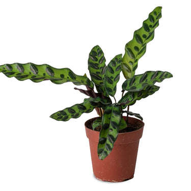 Calathea Lancifolia Plant - Rattlesnake plant